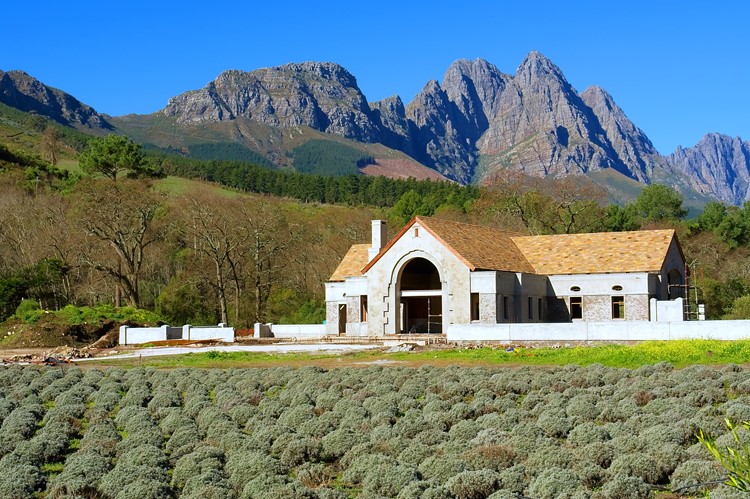 Wijngaarden bij Stellenbosch, Zuid-Afrika